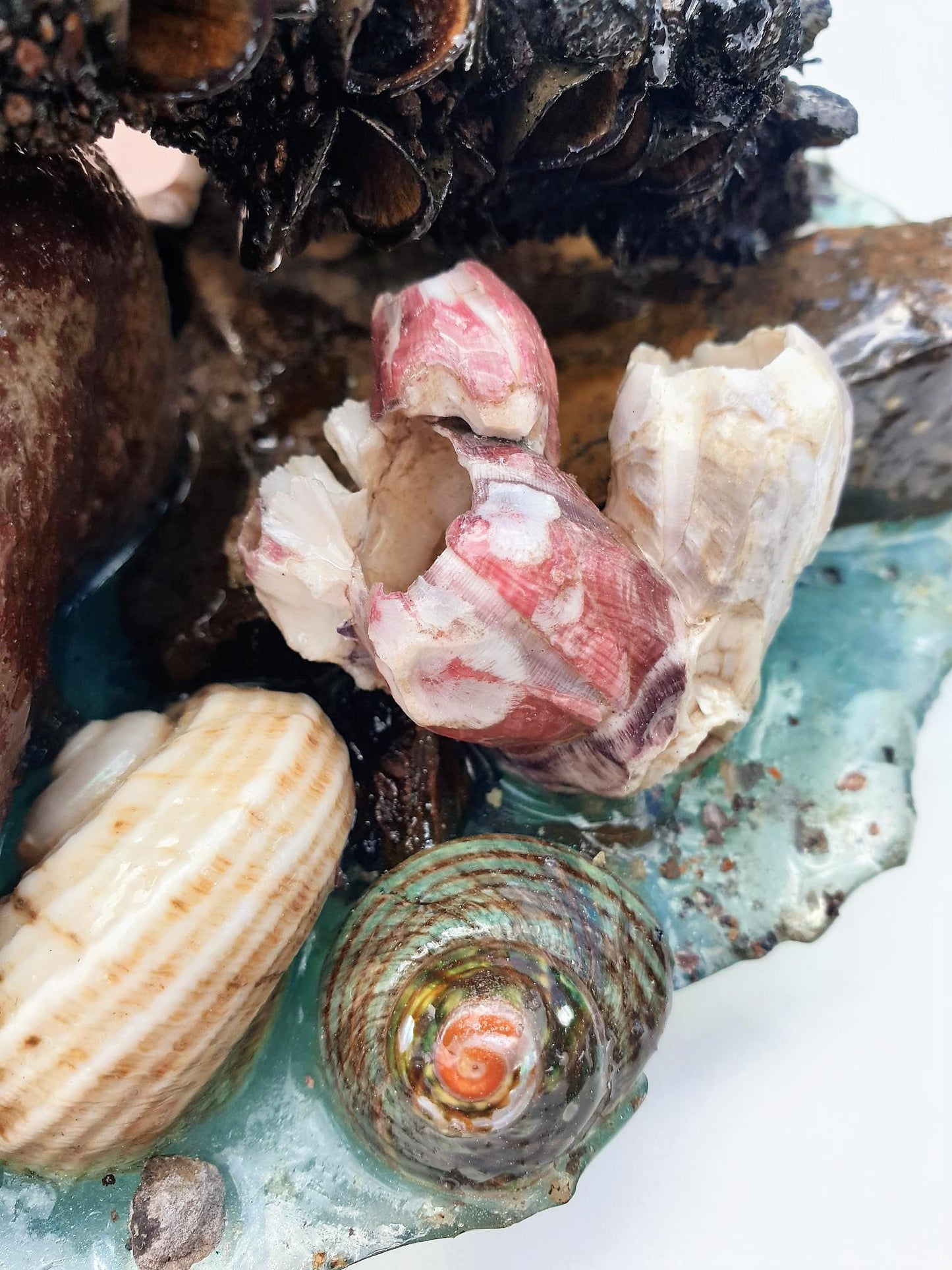 Coastal Table Display / Decor # 1