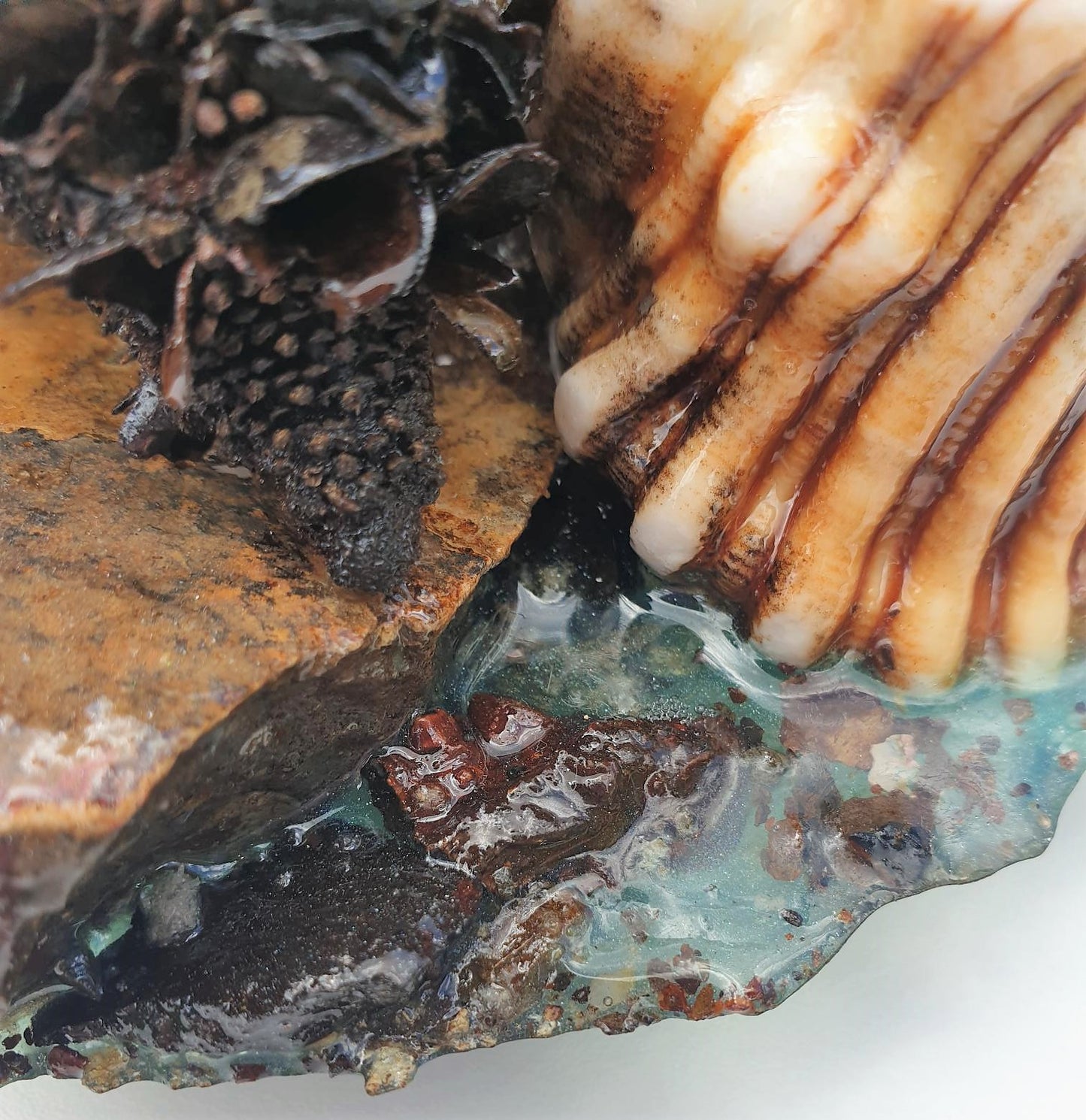 Coastal Table Display / Decor # 1